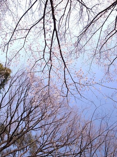 sakurab