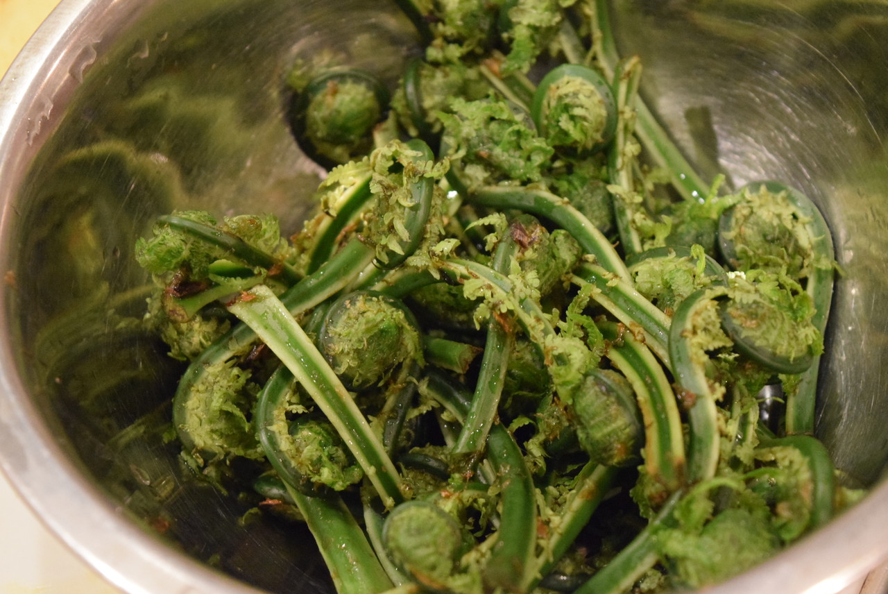 山菜大好き クサソテツことコゴミと コシアブラの天ぷら 明日は小学校最後の運動会と 運動会弁当 ビストロパパ パパ料理のススメ