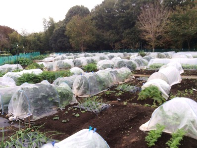 Ȫ������