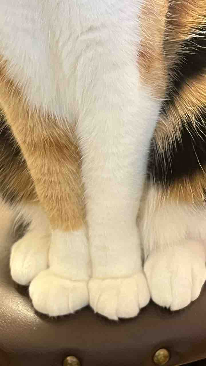 FullSizeRender