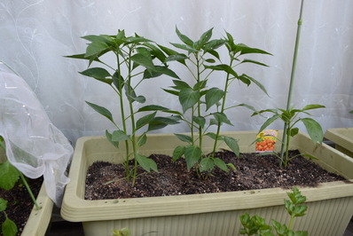 ¤·¤·¤È¤¦Åâ¿É»Ò