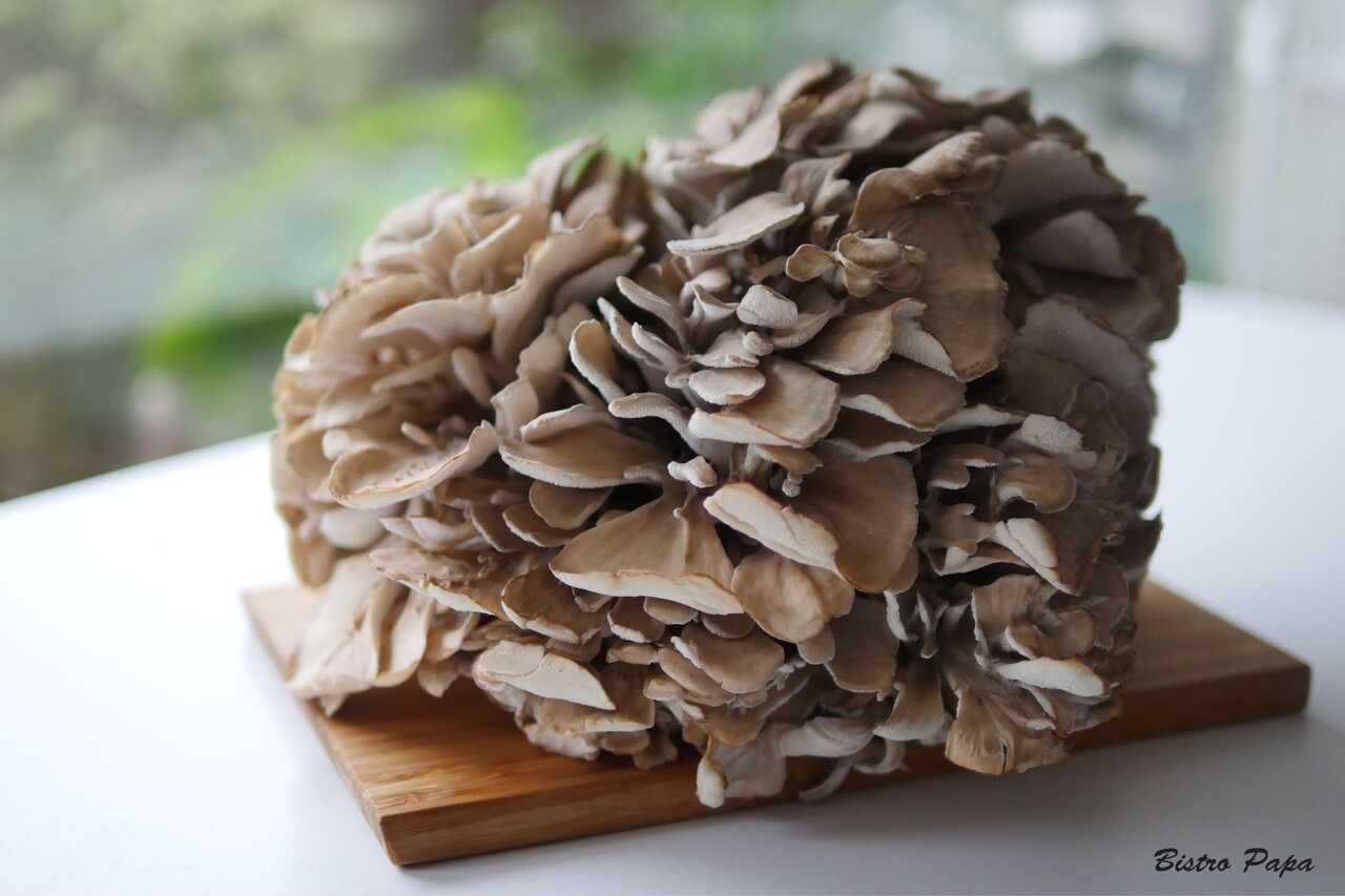 ÉñÂû¥í¥´£±