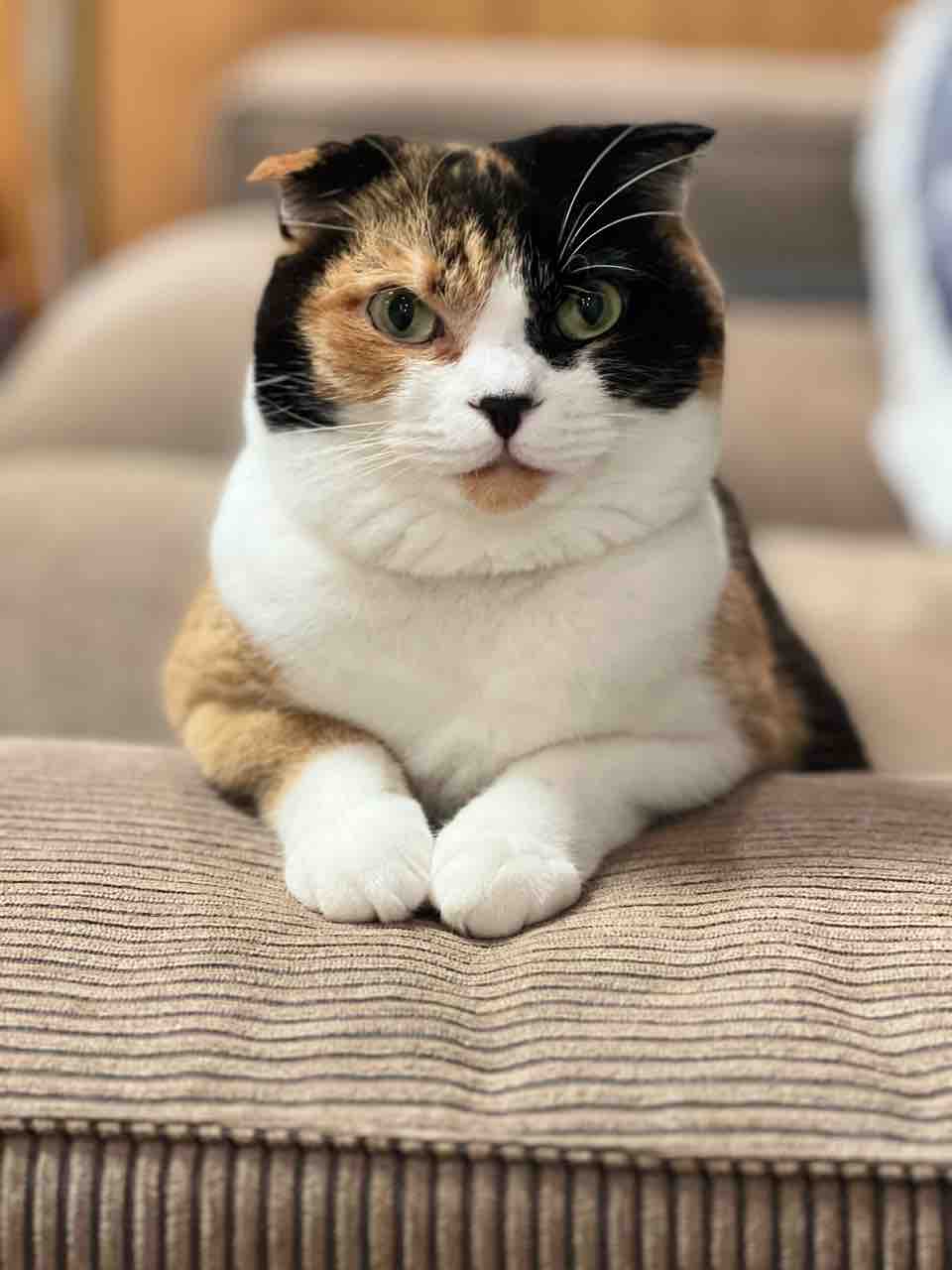 FullSizeRender