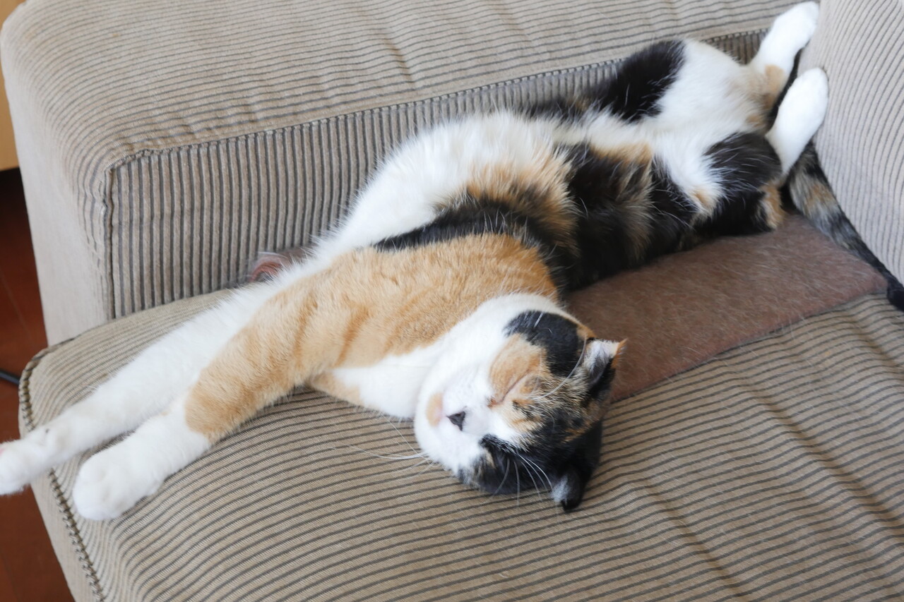 ¥Þ¥ê¡¼¤µ¤ó