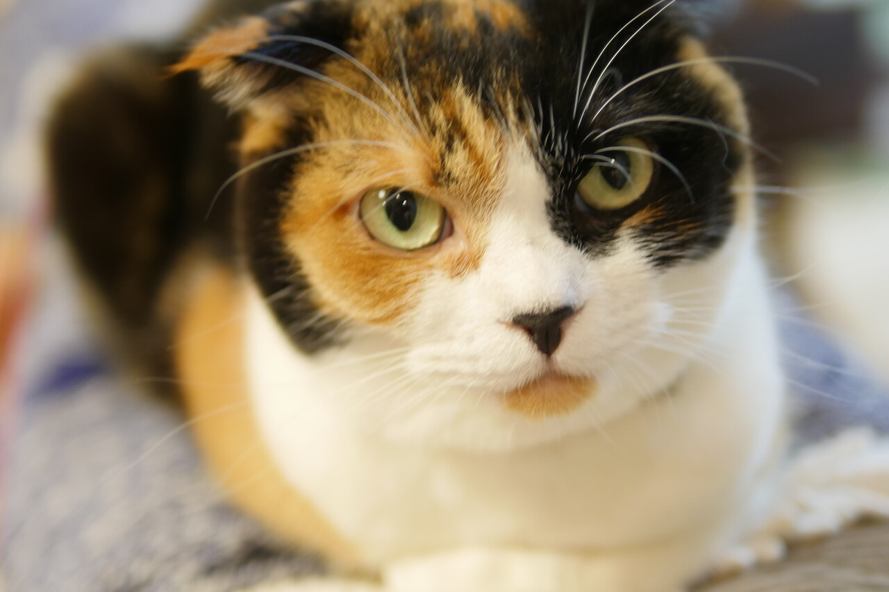 �ޥ꡼����