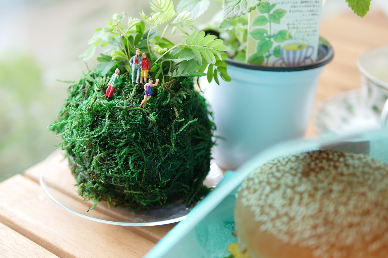 苔玉