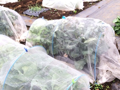 �纬�ȥ֥��å��꡼