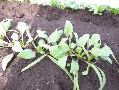 ¤Û¤¦¤ì¤ó¤½¤¦