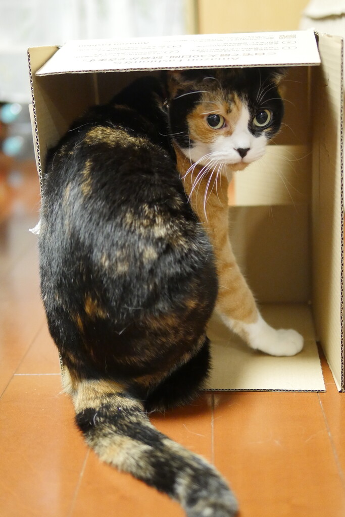 �ޥ꡼Ȣ