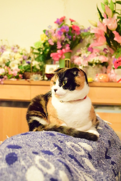 »°ÌÓǥޥ꡼¤µ¤ó