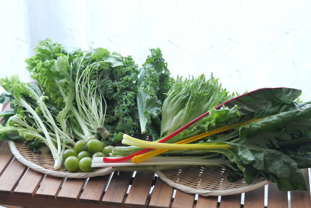 レシピ フリルレタス カーリーケール ルッコラ ガーデンクレス スイスチャード エンダイブ ロマネスカ サラダわさび菜のグリーンサラダ ビストロパパ パパ料理のススメ