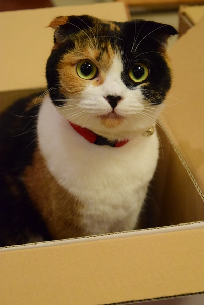 三毛猫マリー
