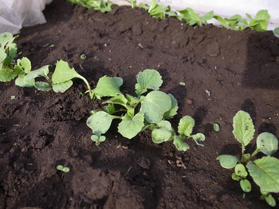 ¤Ï¤Ä¤«¤À¤¤¤³¤ó