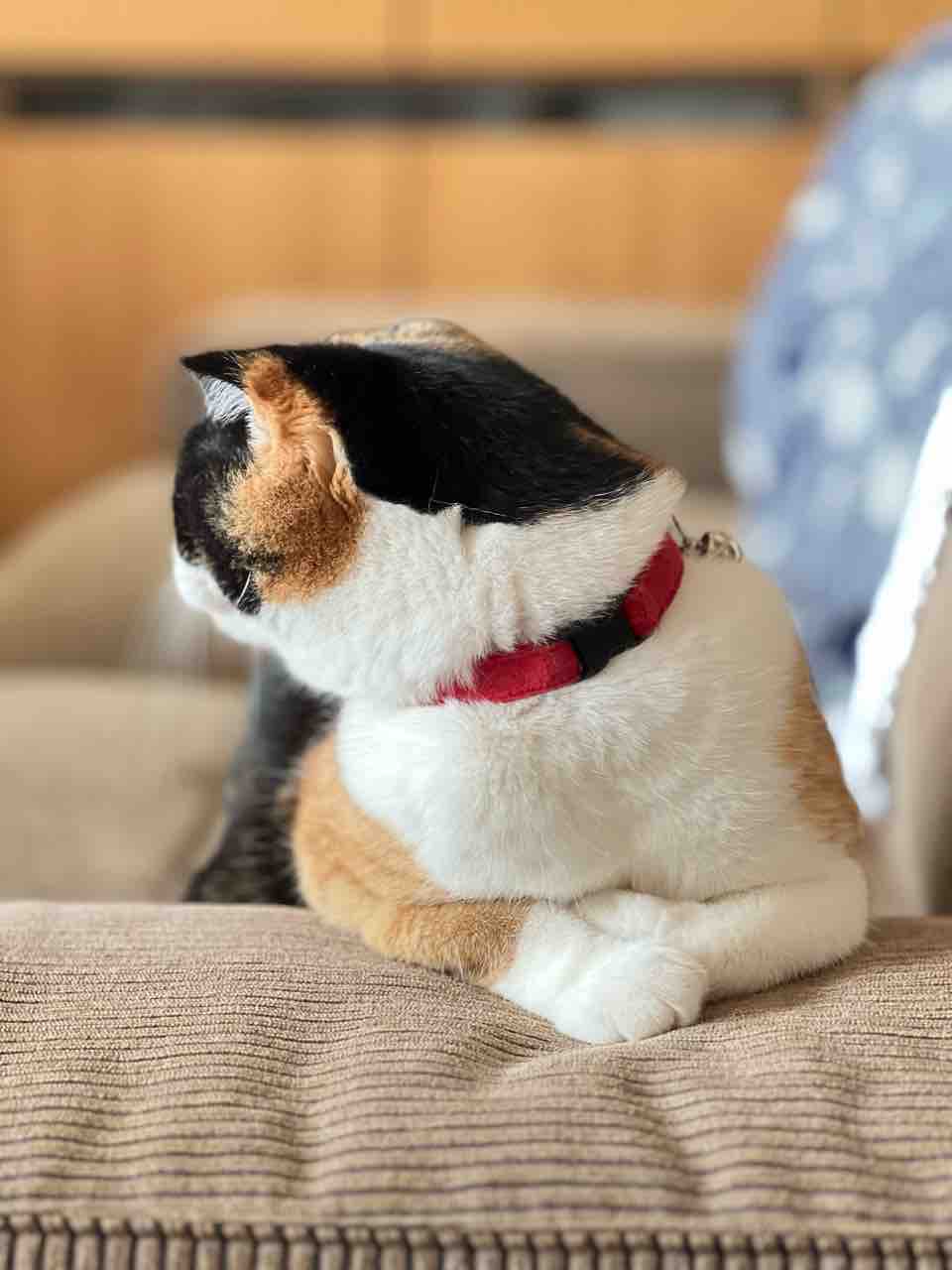 FullSizeRender