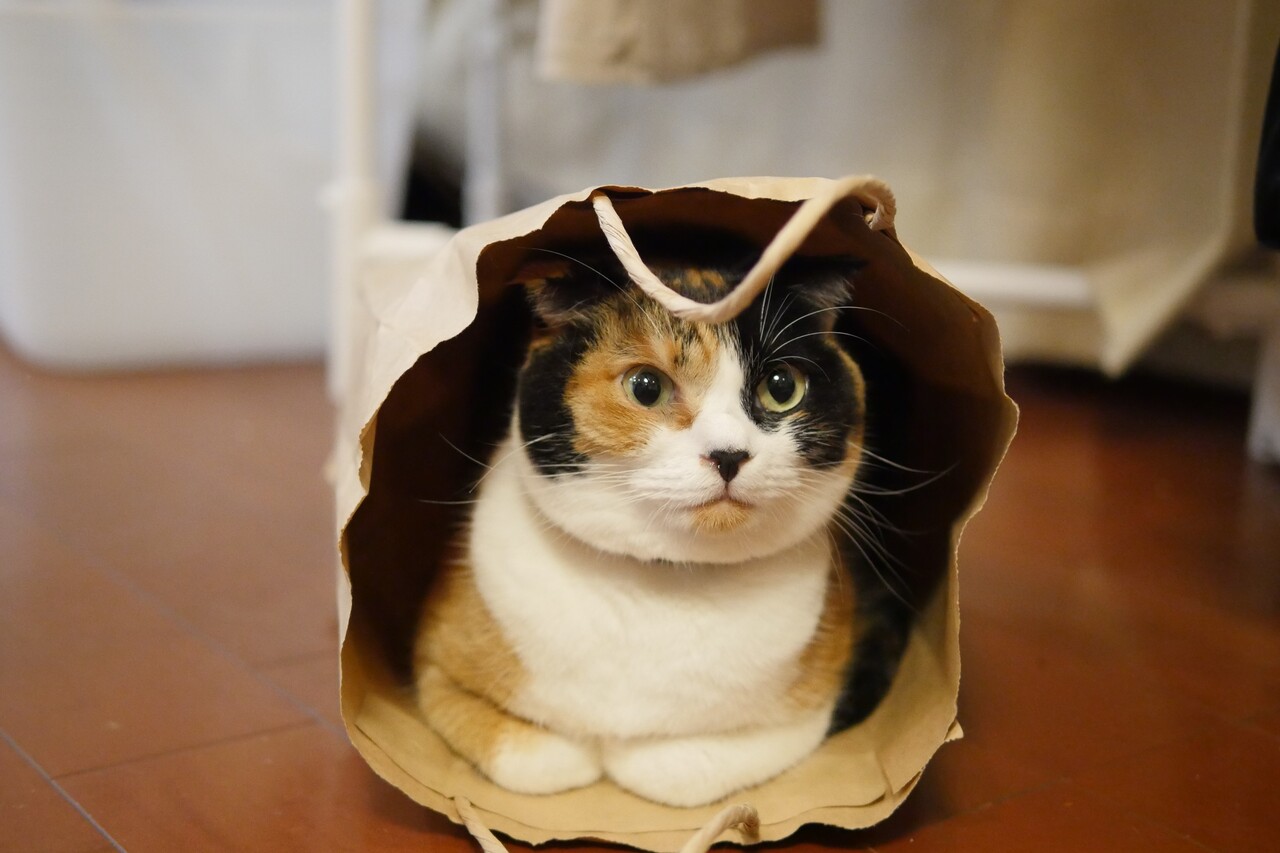 �ޤ�ޤ�ޥ꡼����