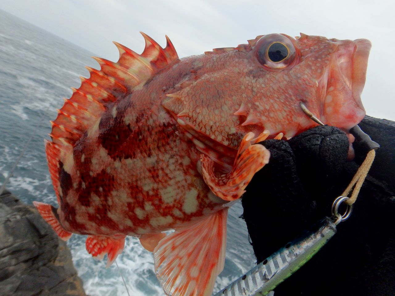 裏切らん魚 鱸道