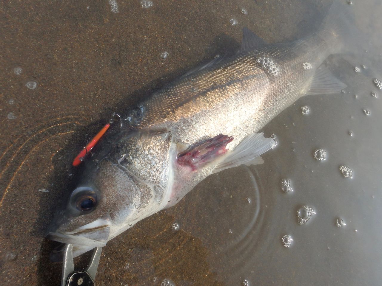 スレ掛かりを考える 鱸道