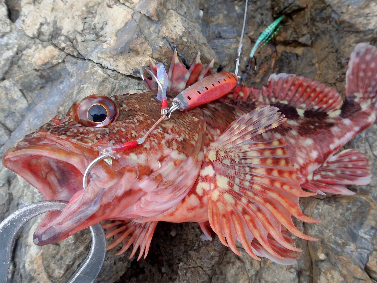 バラエティ豊富な根魚 鱸道