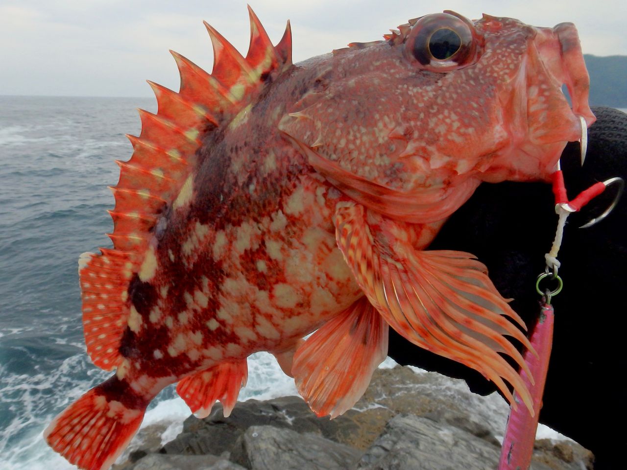 裏切らん魚 鱸道