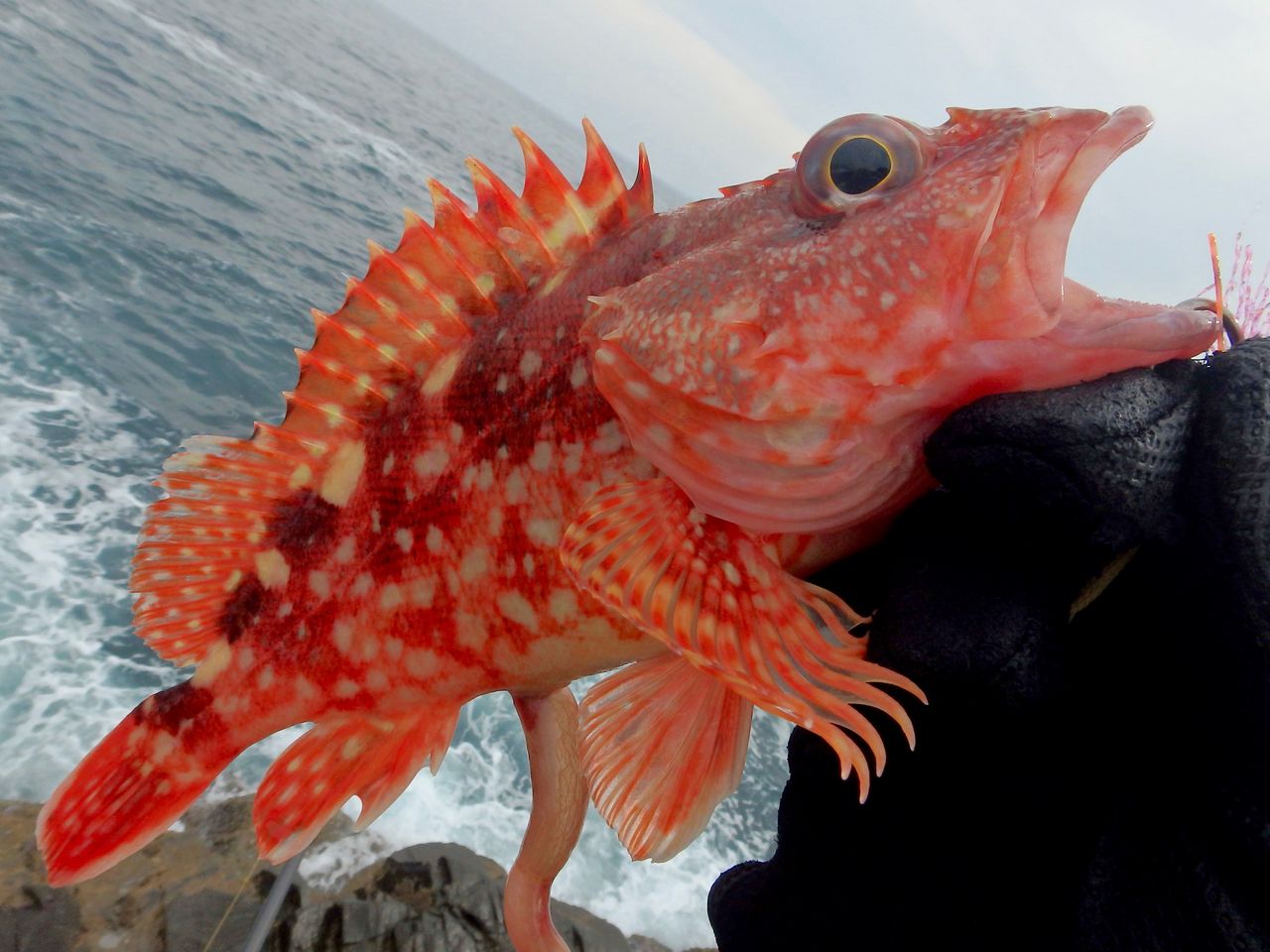 裏切らん魚 鱸道