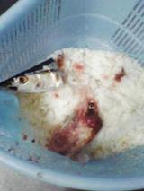 サンマ