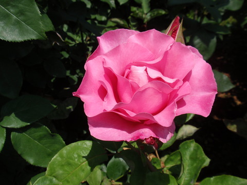 P6040207