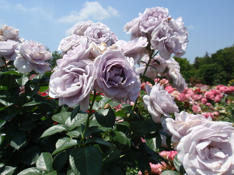 P6040188