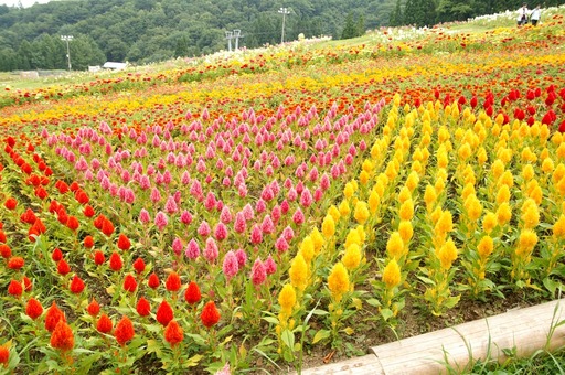 PICT0038