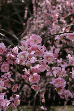PICT0086