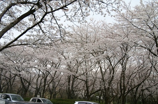 PICT0006