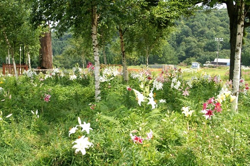 PICT0052
