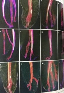 5B360C77-C7C2-4C66-8C96-FD2F8AFA4469