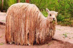 アルパカマン 貧乏 電波改善したよ の柿生活