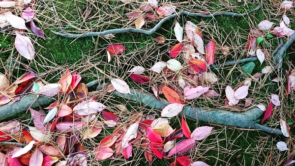 IMG_20171125_230623_731