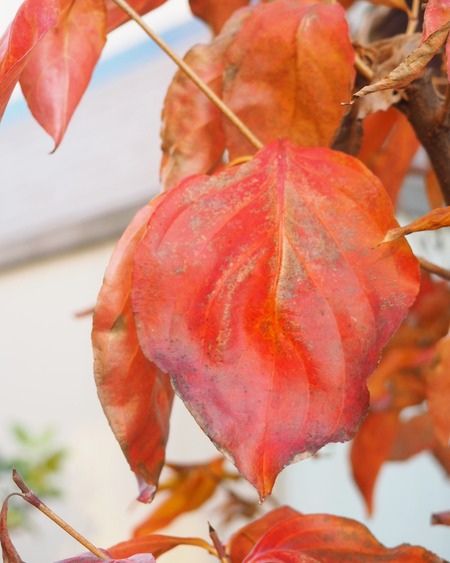 IMG_20191216_162006_377