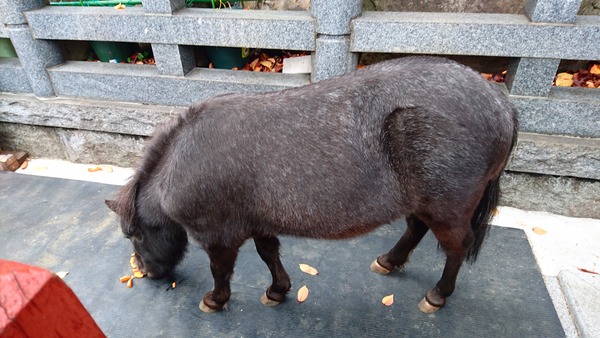 IMG_20171214_182110_572