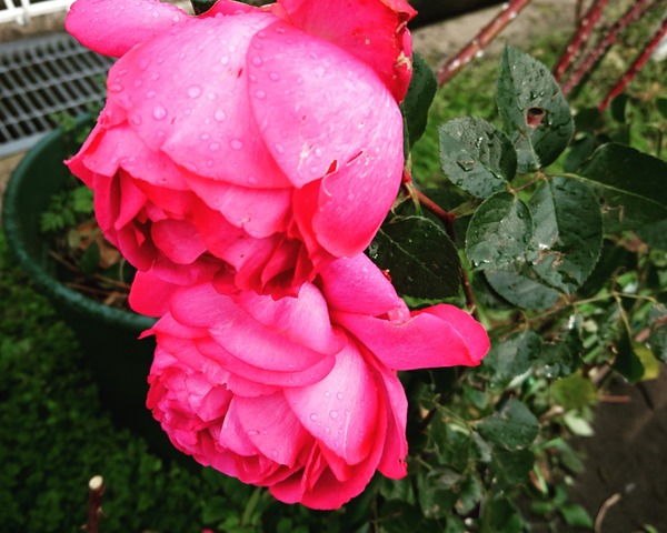 IMG_20161226_230137_002