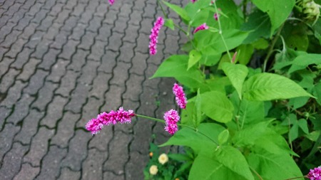 IMG_20180904_141843_632