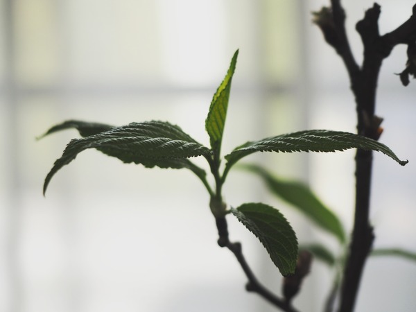 IMG_20180318_112124_761