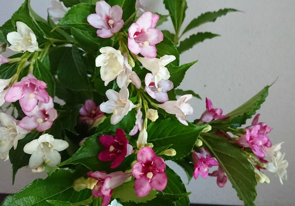 IMG_20180526_091127_059