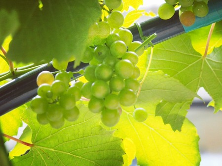 IMG_20190806_095606_388