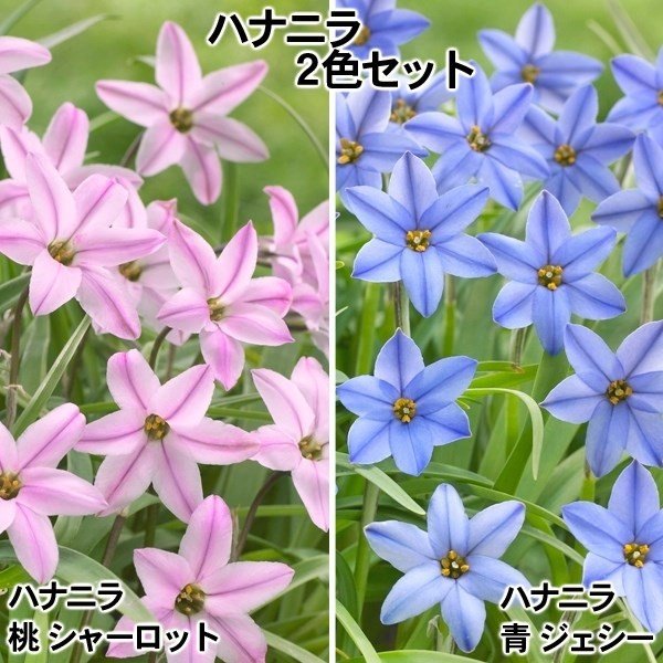 花ニラ Detour