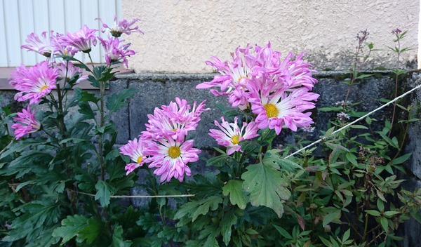 IMG_20171122_030046_797