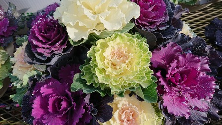 IMG_20181226_162845_266