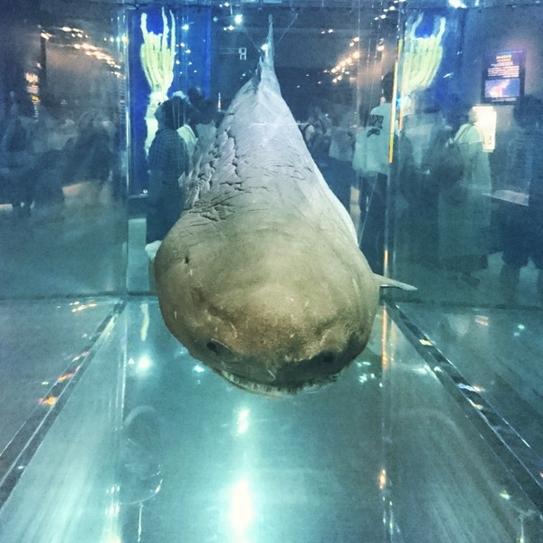 IMG_20170801_105642_438