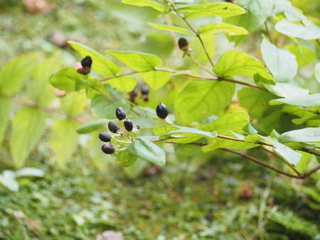 _OI000357
