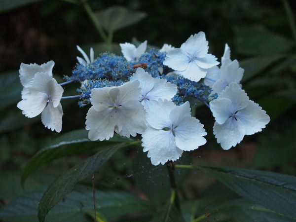 P7072356
