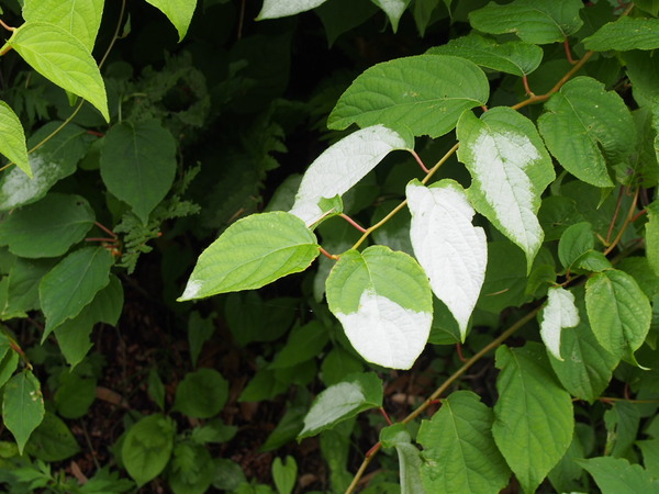 P5120786