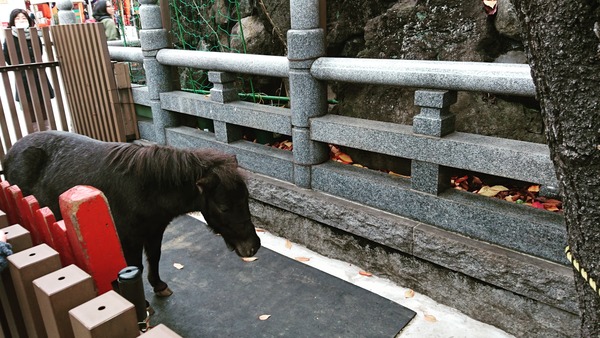 IMG_20171214_182243_531