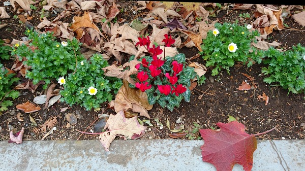 IMG_20171225_093553_014